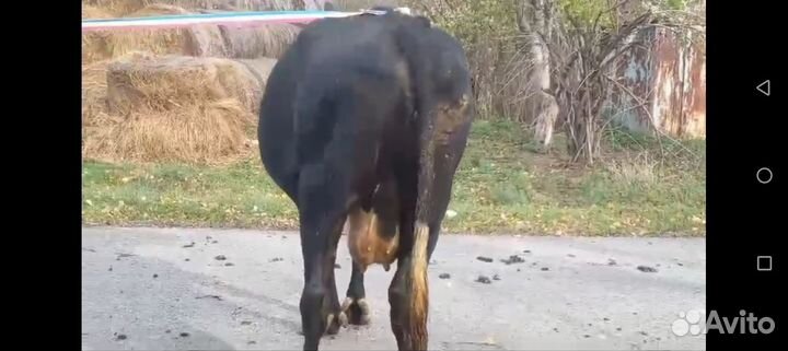 Коровы на молоко