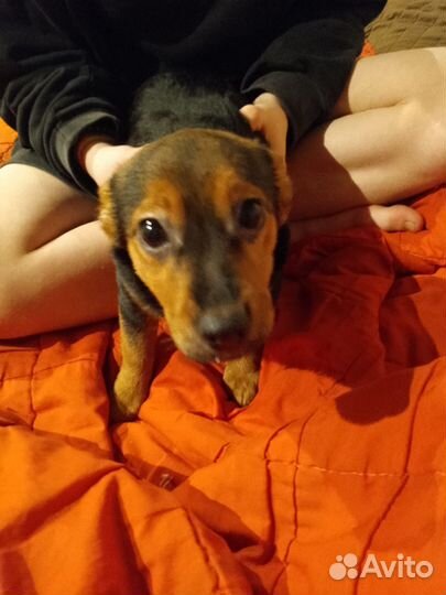 Двор терьер