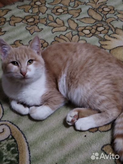 Отдам кота в добрые руки