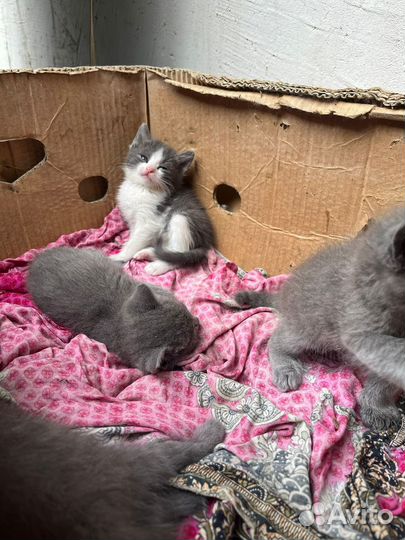 Британская