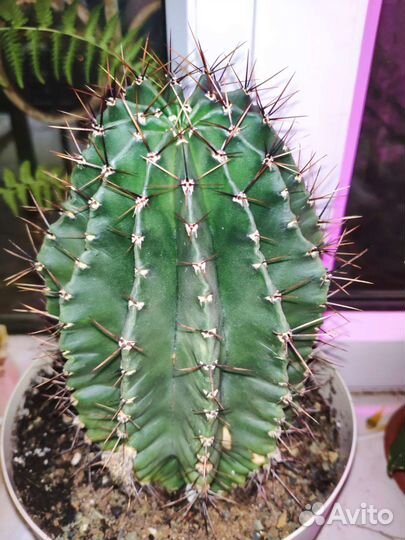 Кактус эхинопсис