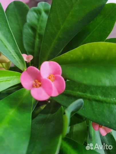 Молочай Миля гибридн вечноцветущий.3 цвета