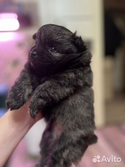 Померанский шпиц мини