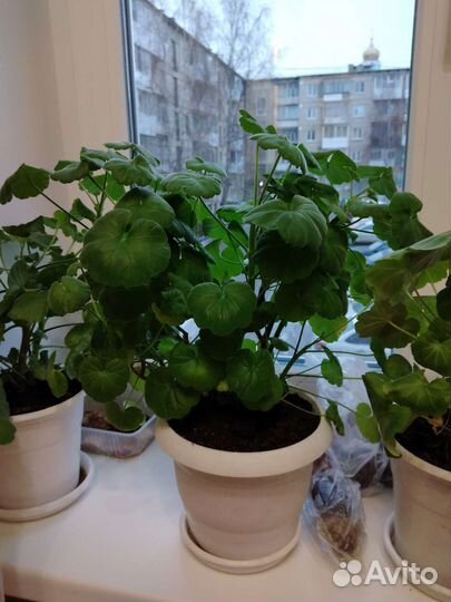 Герань пеларгония цветущее растение