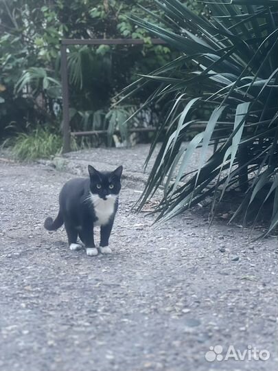 Кот Сладкий зайка