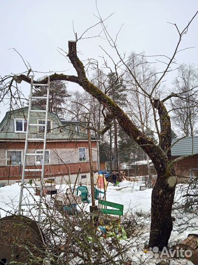 Обрезка плодовых деревьев