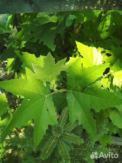 Платан кленолистный