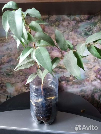 Фикус и Колеус