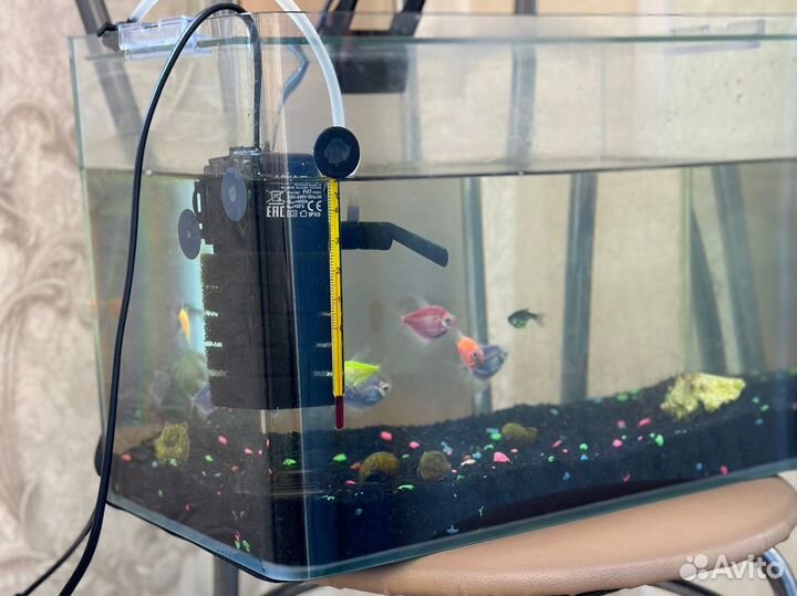 Аквариумные рыбки