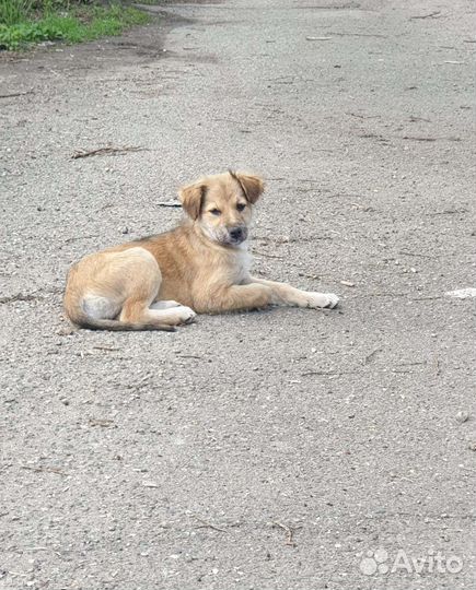 Собака в добрые руки отдам бесплатно