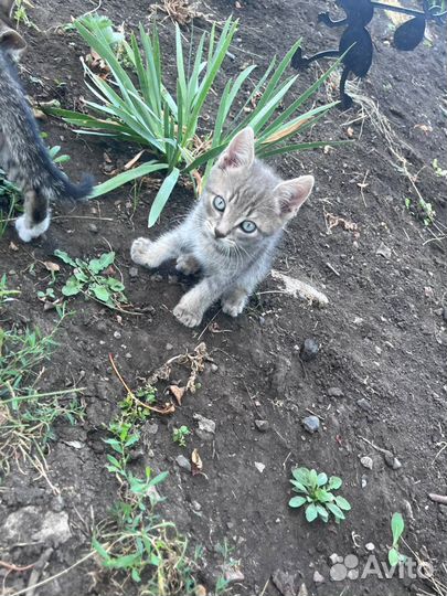 Котята в добрые руки бесплатно