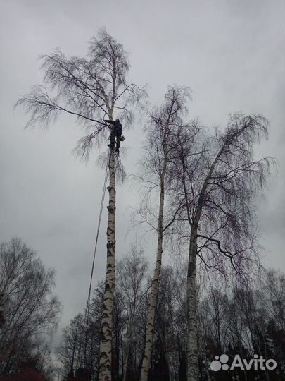 Спил деревьев