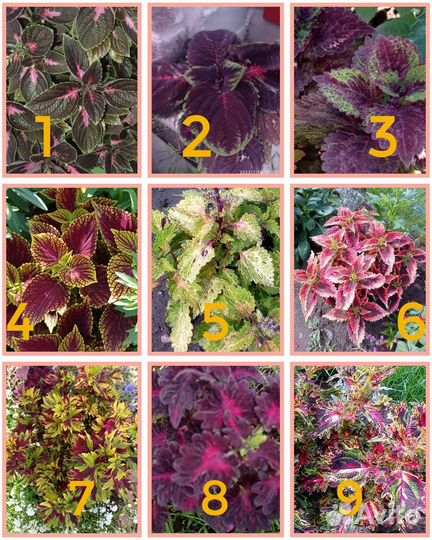 Цветы Колеусы