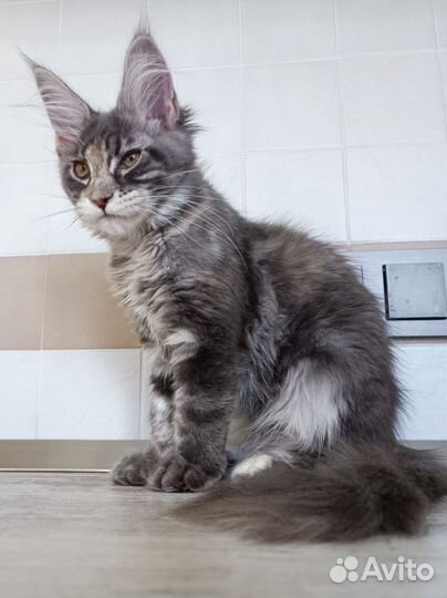 Котёнок Мейн-Кун полидакт