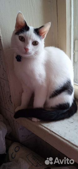 Котик Марсик