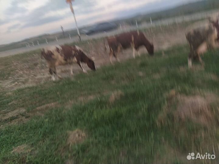 Дойные коровы