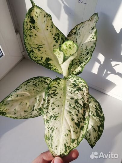 Диффенбахия Ами (кустовая)