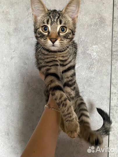 Кошки бесплатно