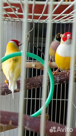 Пары амадин Гульда(проданы) и Чехов