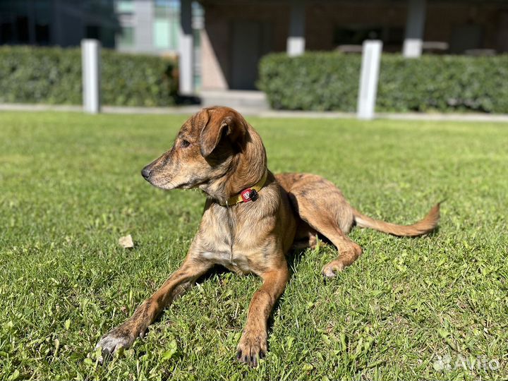 Отдам собаку в добрые руки