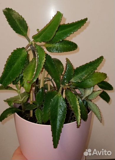 Каланхоэ Дегремона лечебный 1шт