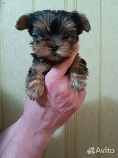 Йорко - детки