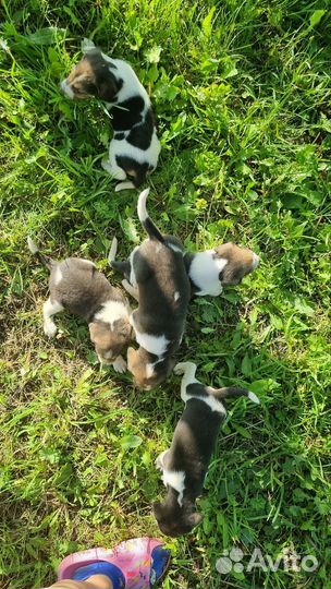 Щенки Русской пегой гончей