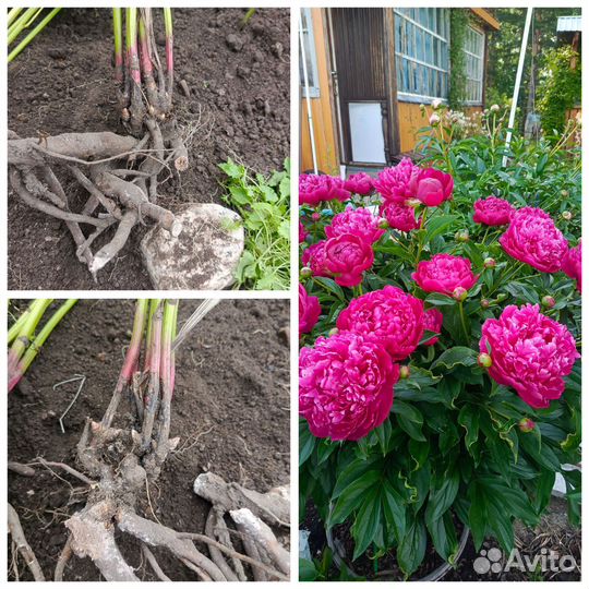 Флоксы, пионы