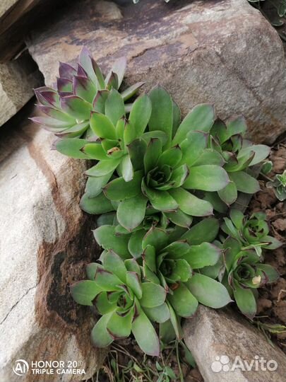 Почвопокровные растения