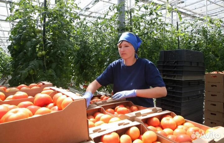 Вахта в Москве- Сборщик/ упаковщик помидоров черри