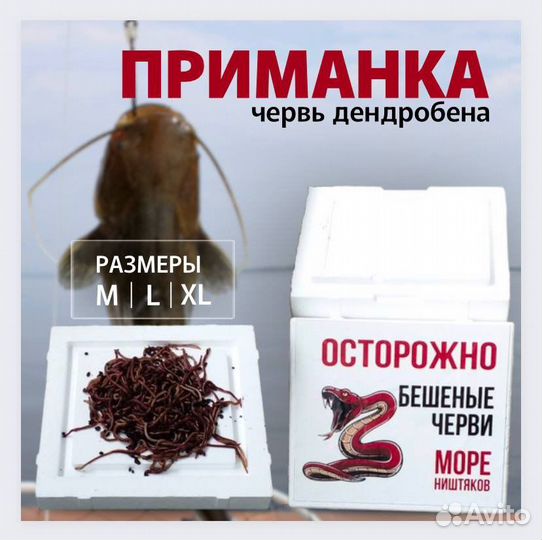 Червь дендробена развесной