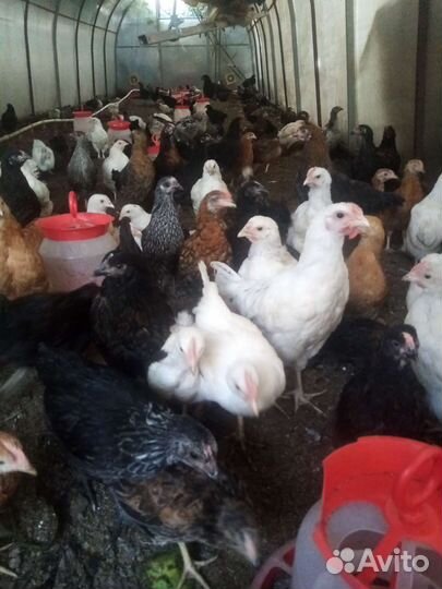 Цыплята несушки