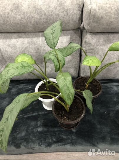Комнатный цветок Аглаонема Микс