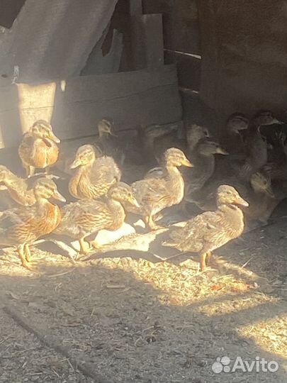 Подсадные утки