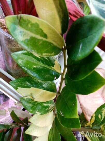 Замик Щорт Лив вар