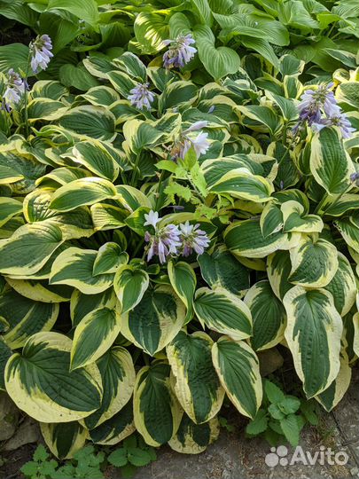 Хоста Форчуна