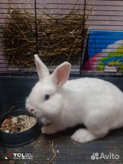 Услуги крола