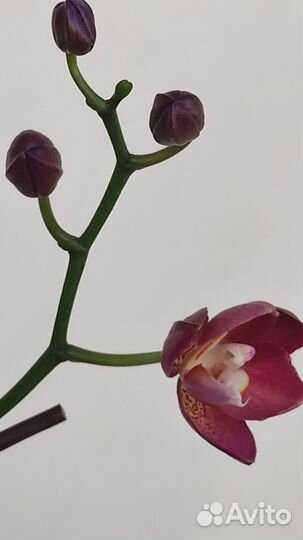 Орхидея фаленопсис Кобрион