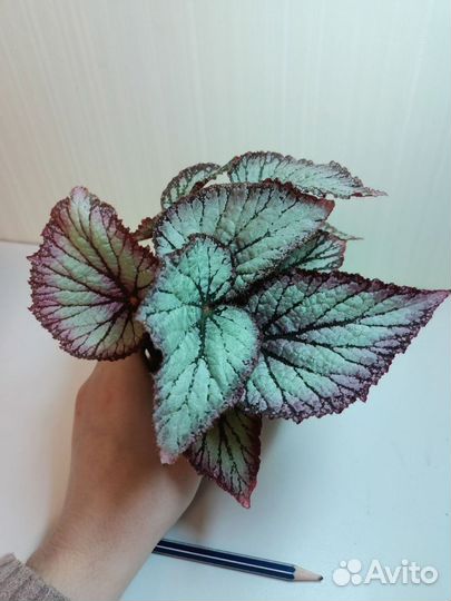 Бегония декоративно лиственная почтой