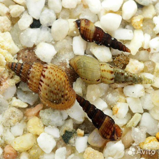 Улитка Мелания Чистильщик