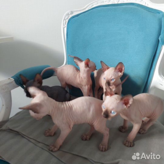 Канадский сфинкс