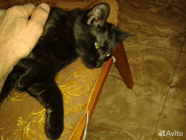 Отдаю котенка мальчика