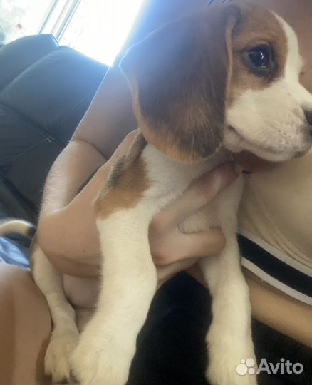 Щенок Бигля Девочка