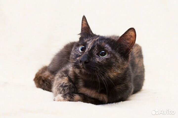 Молодая и скромная Патрисия)