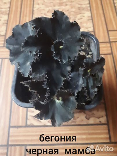 Комнатные растения