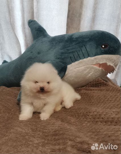 Померанский шпиц щенки