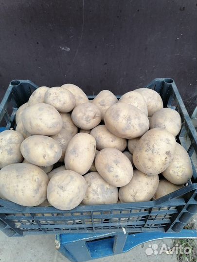 Продам картофель