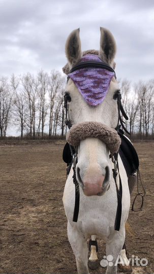 Орловский рысак кобыла