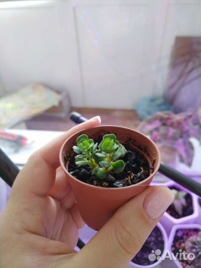 Кактусы и суккуленты