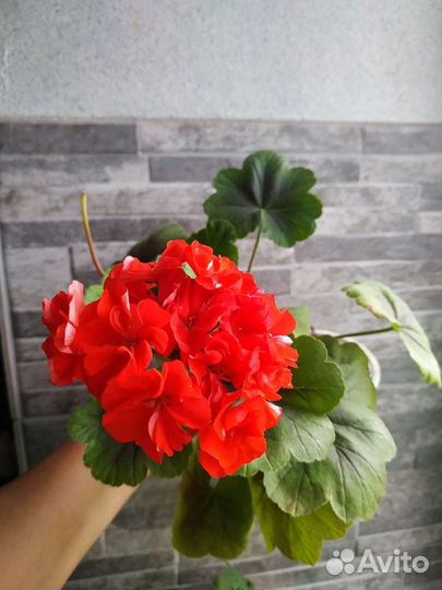 Пеларгония герань Карликовая, h-15см